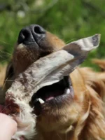 Natural Chews zajčja ušesa z dlako 100g - slika 3