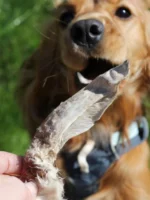 Natural Chews zajčja ušesa z dlako 100g - slika 2