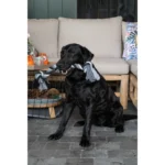 Floss Toss igrača za vlečenje - slika 2