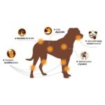 Chewllagen Beef Roll 24 cm