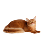 NP Superior Care Red Cats 1,5kg – Slanik - slika 3